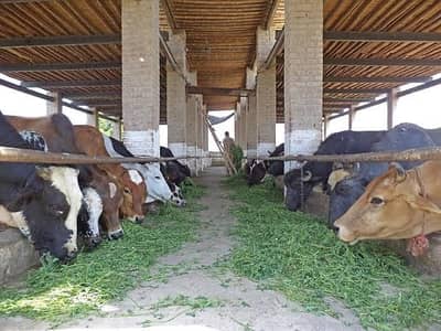 Cattle and Buffalo Sale for Rs:750 per Kg