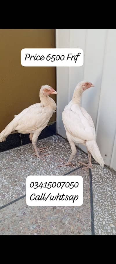 Quality Aseel Farm Islamabad