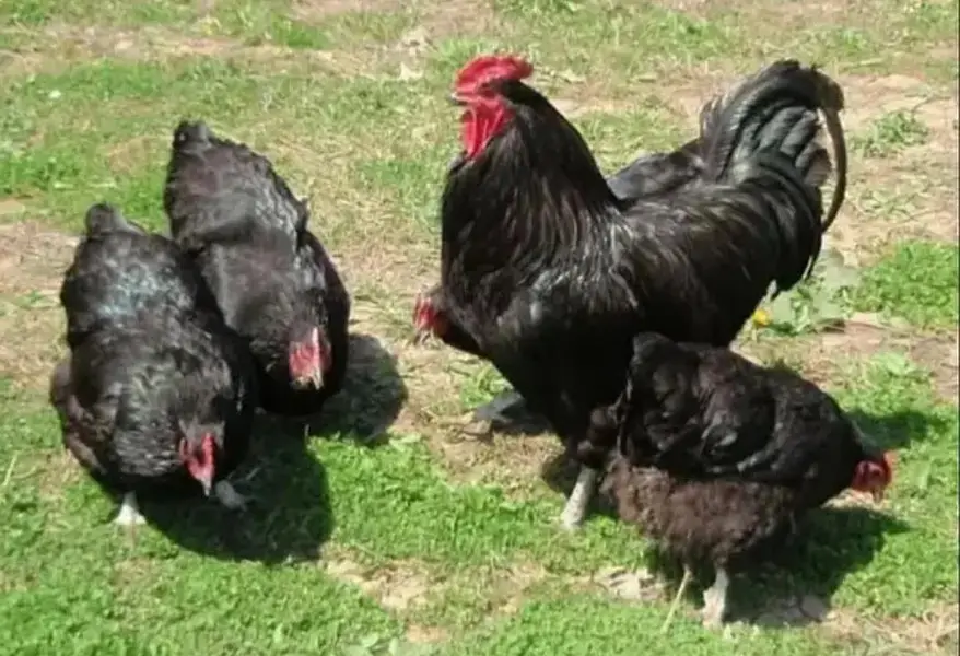 australorp heritage australop blue and black eggs — photo 3