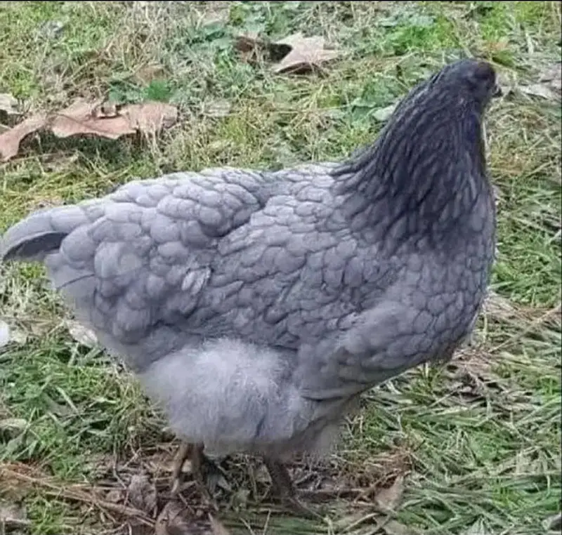 australorp heritage australop blue and black eggs — photo 8
