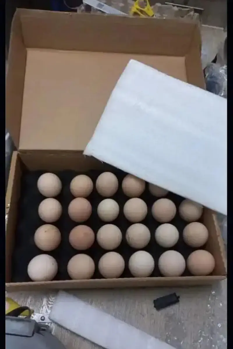 australorp heritage australop blue and black eggs — photo 9