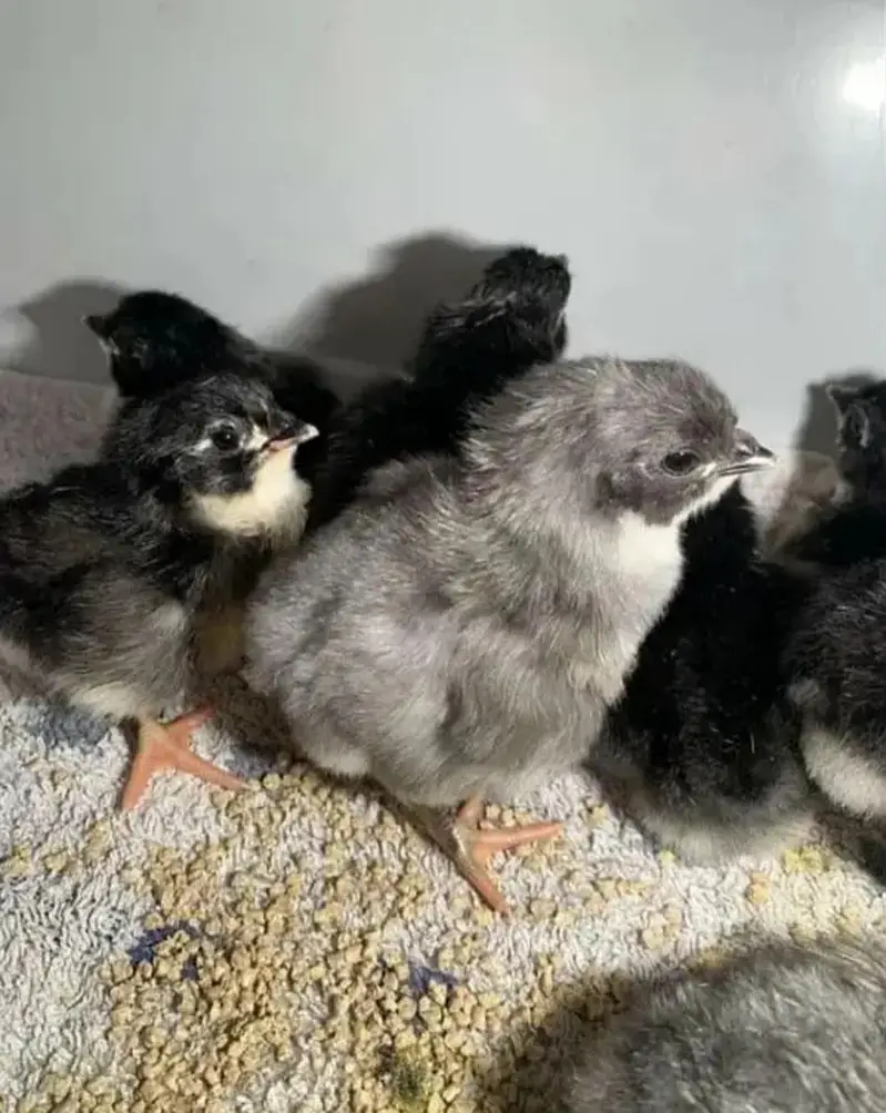 australorp heritage australop blue and black eggs — photo 10