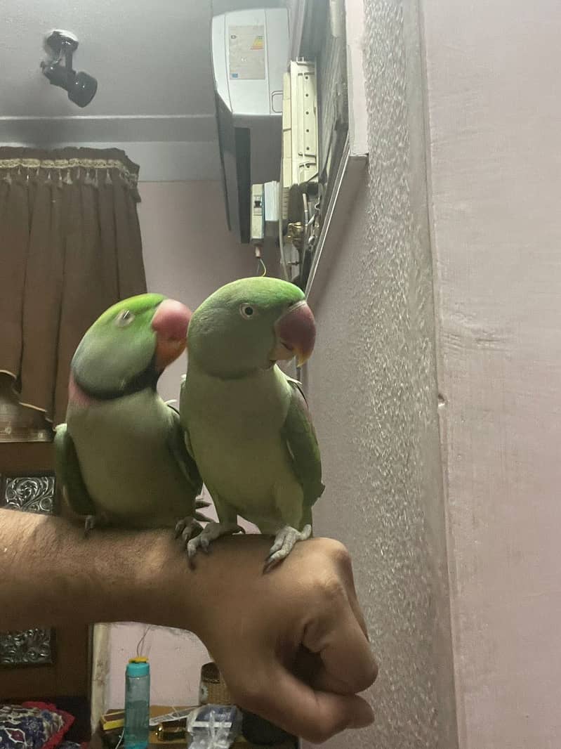Raw parrots 0