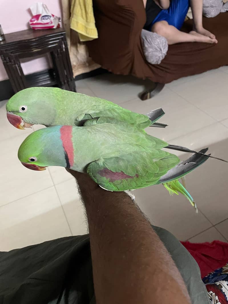 Raw parrots 2