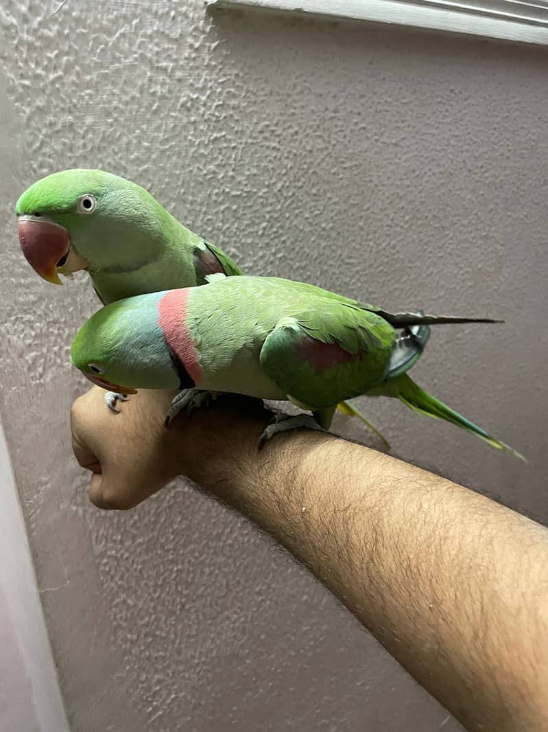 Raw parrots 3