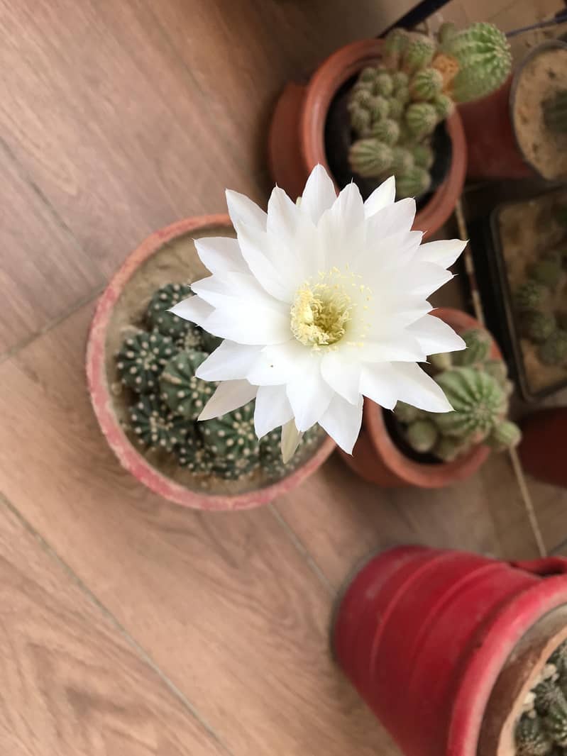 Cactus plants 0