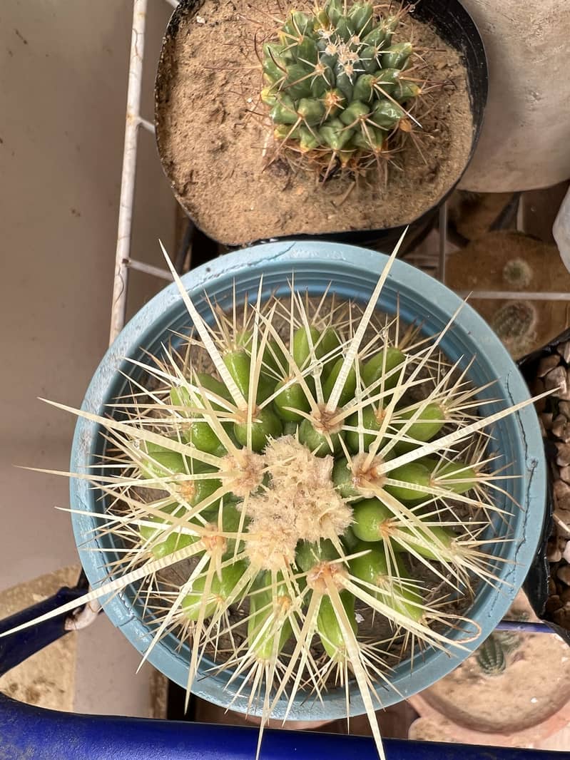 Cactus plants 1