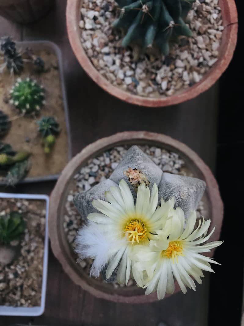 Cactus plants 2