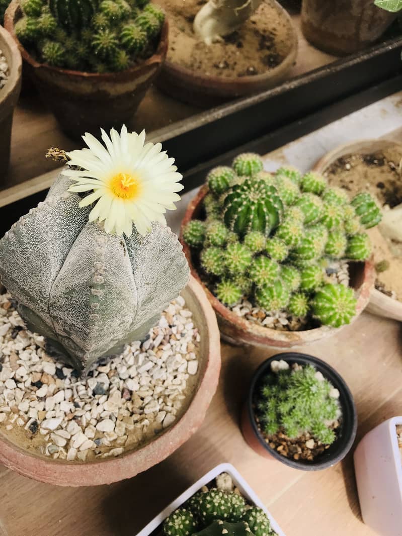 Cactus plants 3