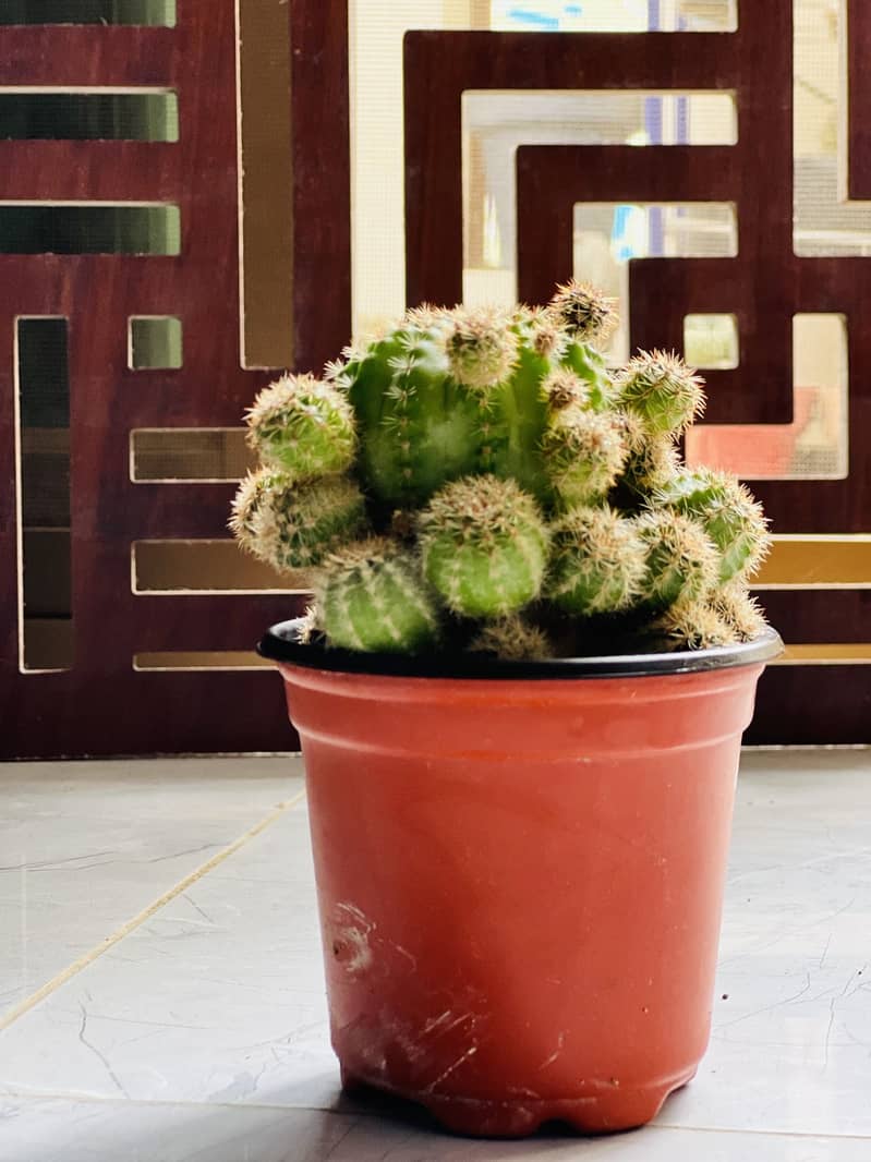 Cactus plants 4
