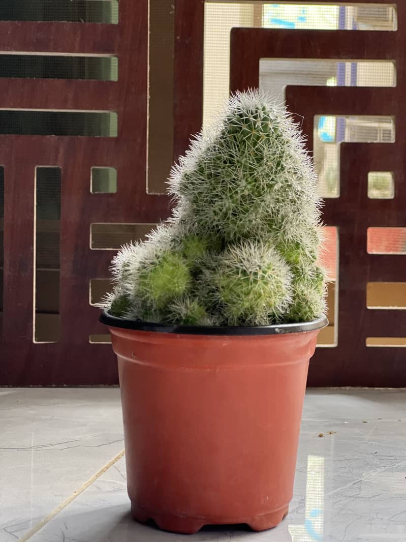 Cactus plants 5