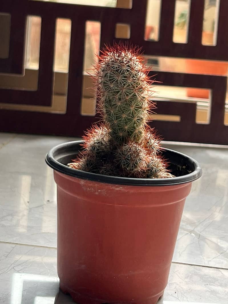 Cactus plants 6