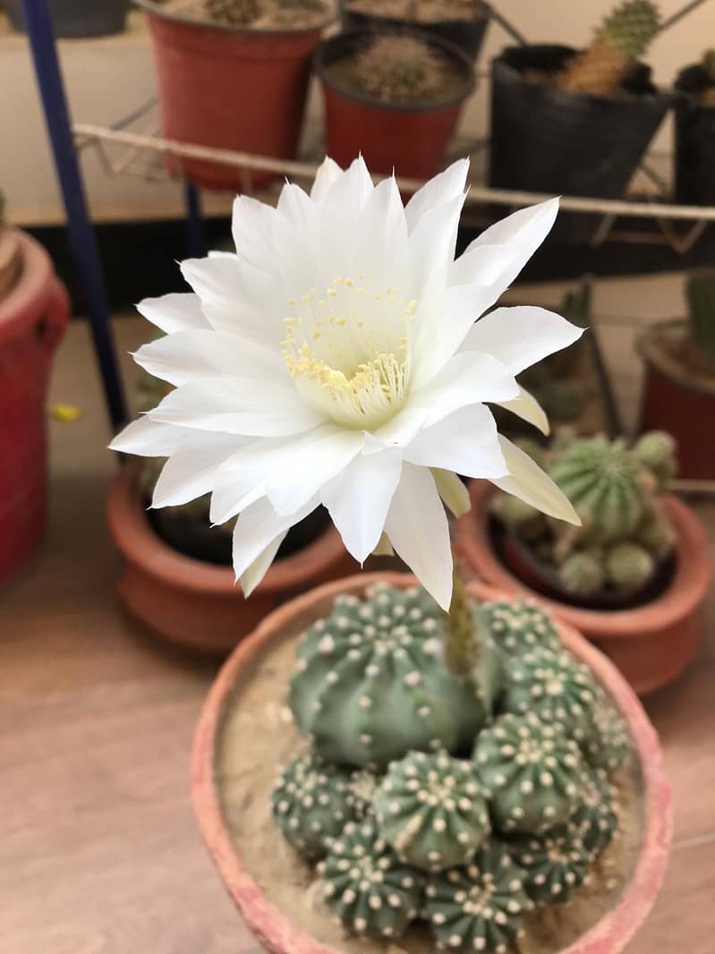 Cactus plants 7