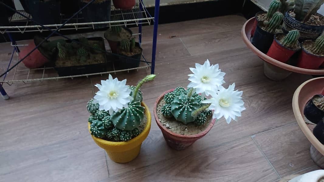 Cactus plants 8