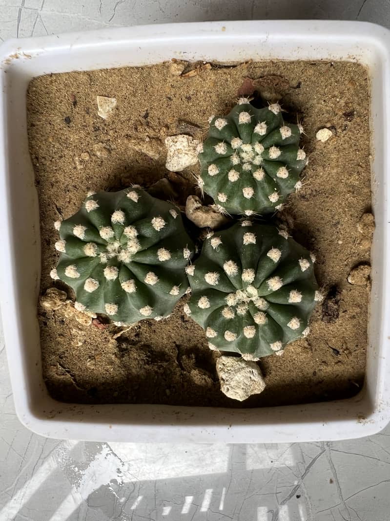 Cactus plants 9