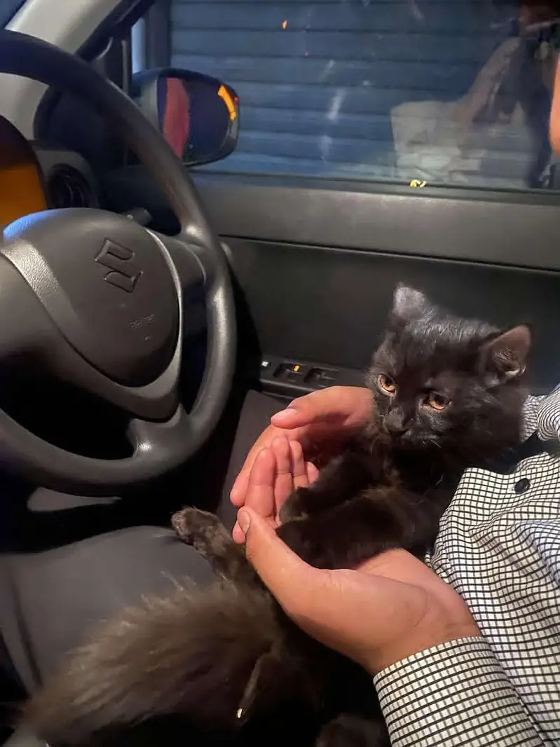1 male cats