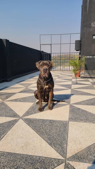 Huge cane corso female grey breeding