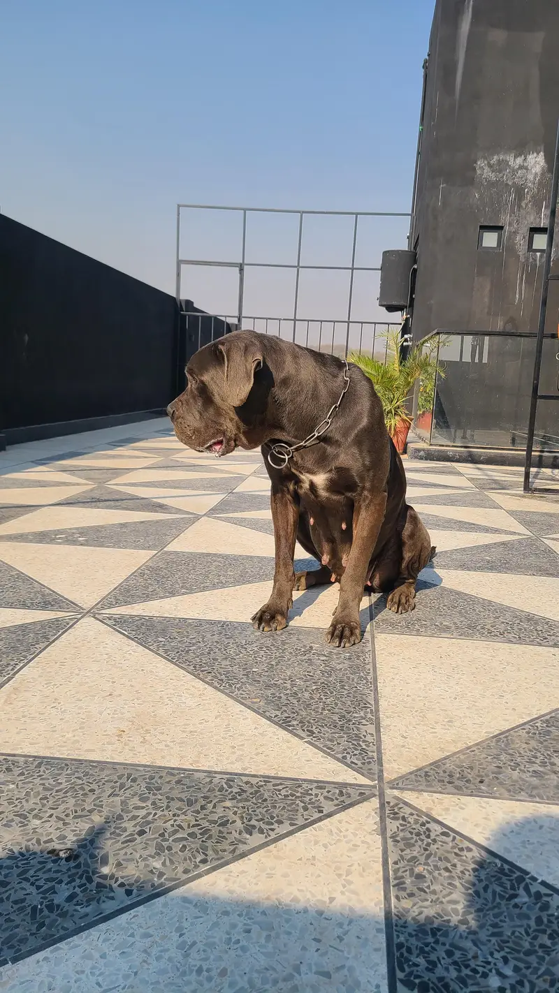 Huge cane corso female grey breeding — photo 2