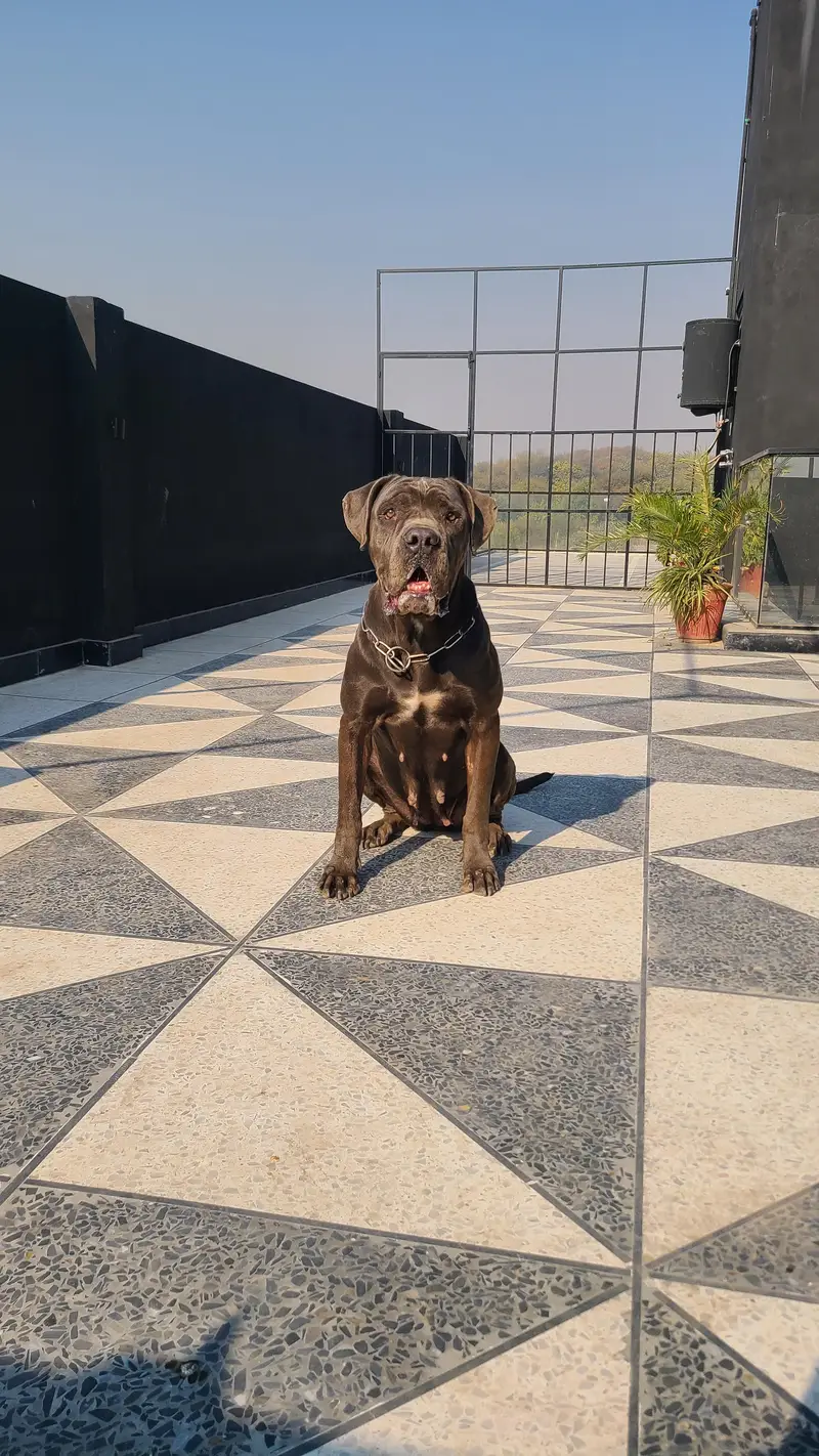 Huge cane corso female grey breeding — photo 3