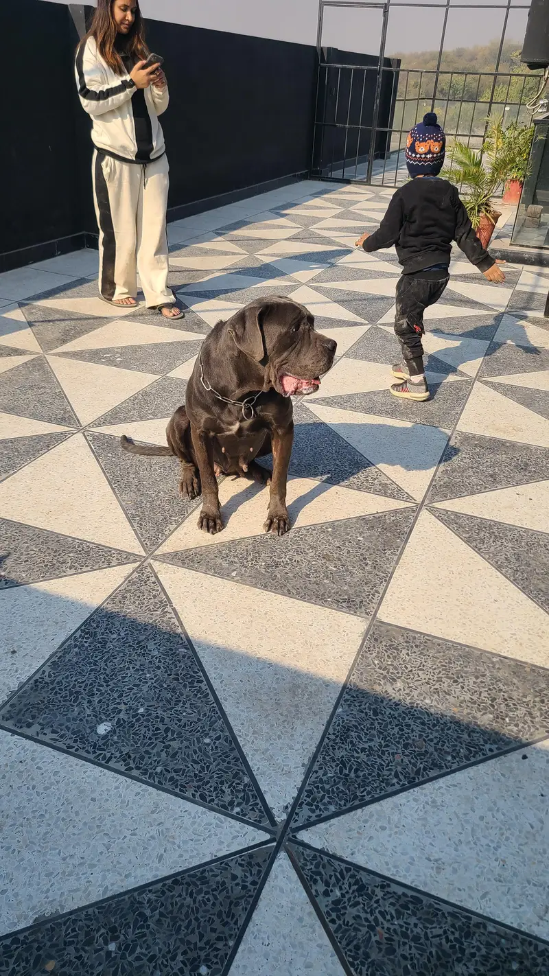 Huge cane corso female grey breeding — photo 4