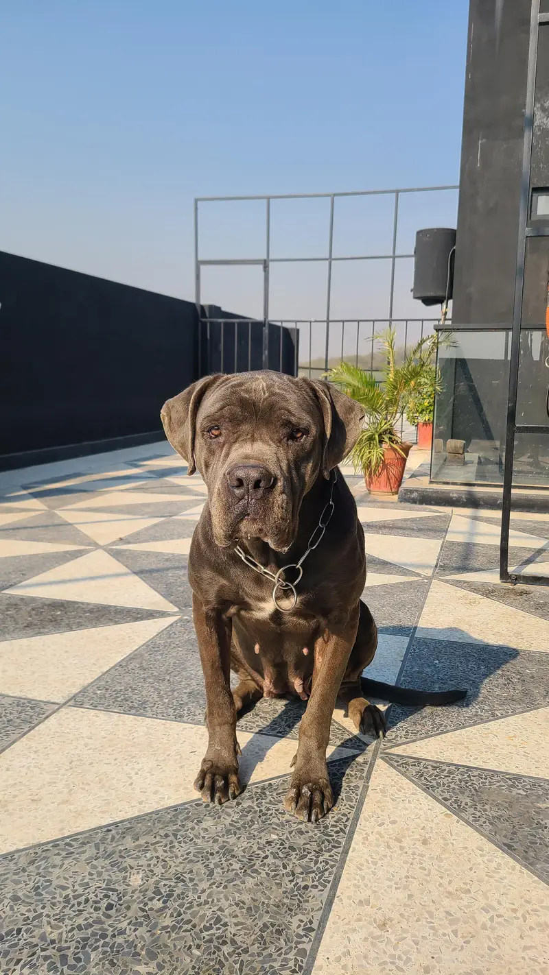 Huge cane corso female grey breeding — photo 5