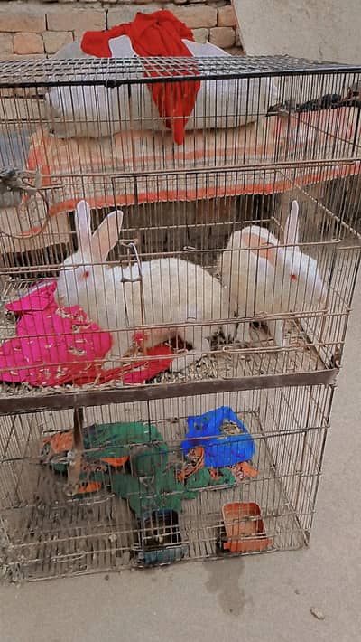 rabbit for sale parrot cage available ha
