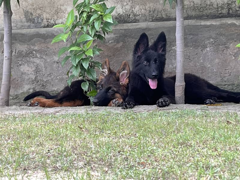 Dog Breed Female German Shepherd Puppies For Sale Near Me Black