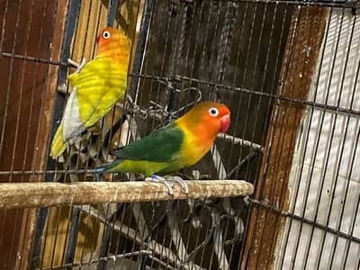 palefellows qbd opline breeder pairs