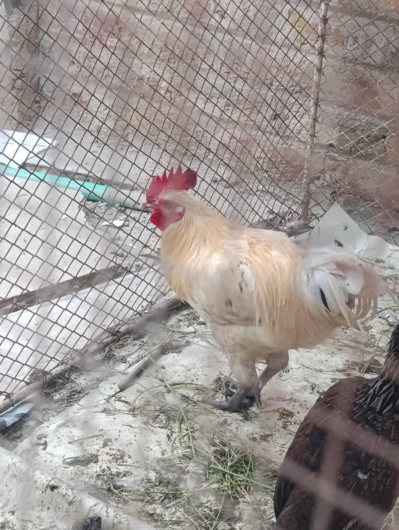 White Cock 0