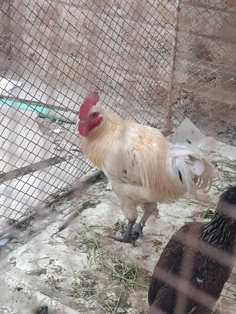 White Cock 2