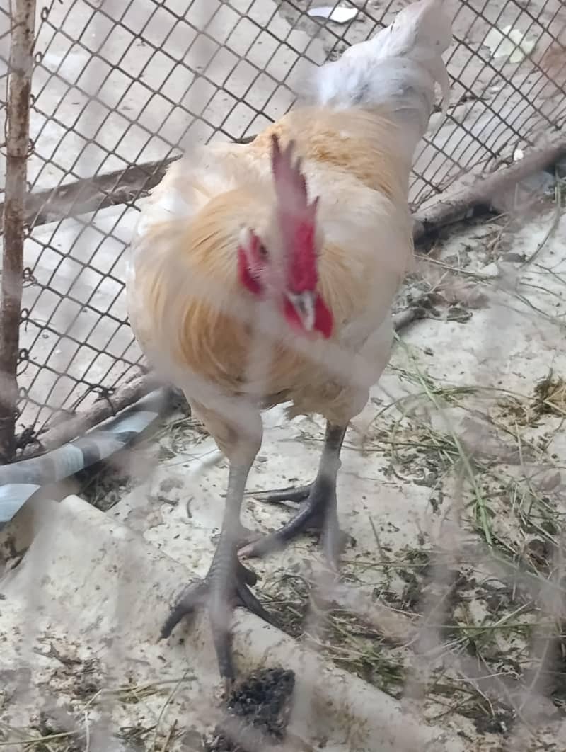 White Cock 3