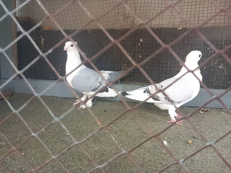 Sentinent young pair 0