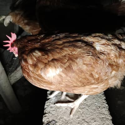 golden hens