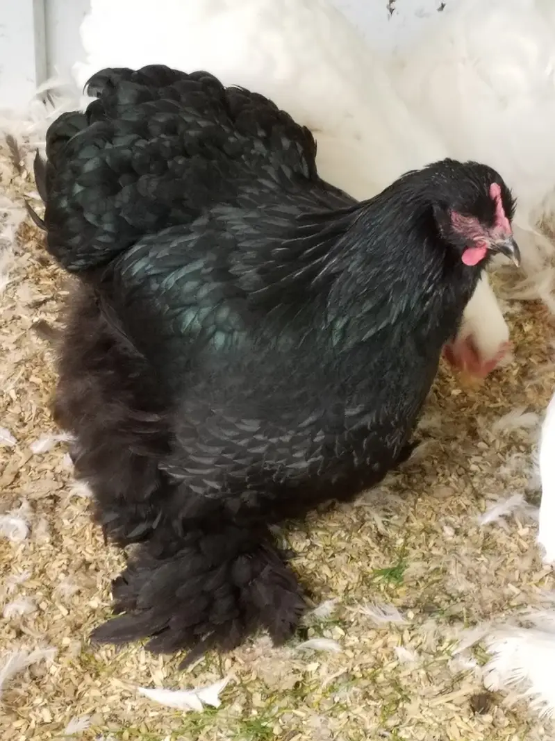Black Heavy/Cochin/Buff Chicks — photo 2