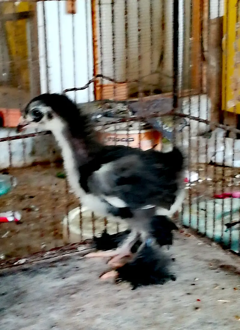Black Heavy/Cochin/Buff Chicks — photo 5