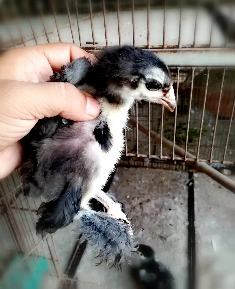 Black Heavy/Cochin/Buff Chicks — photo 6