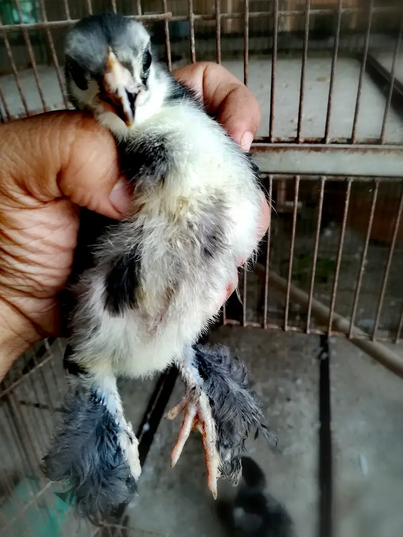 Black Heavy/Cochin/Buff Chicks — photo 4