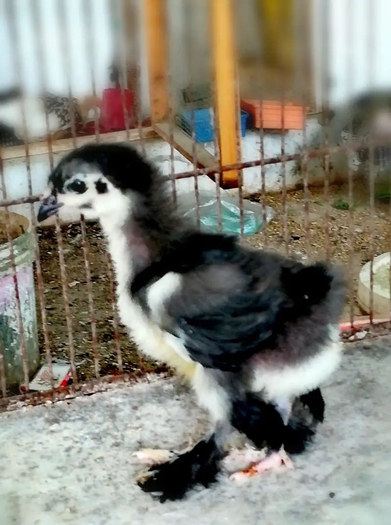 Black Heavy/Cochin/Buff Chicks — photo 3