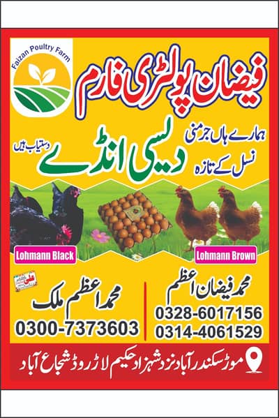 Desi Ande / hen eggs / Egg /دیسی اینڈے / hens Eggs