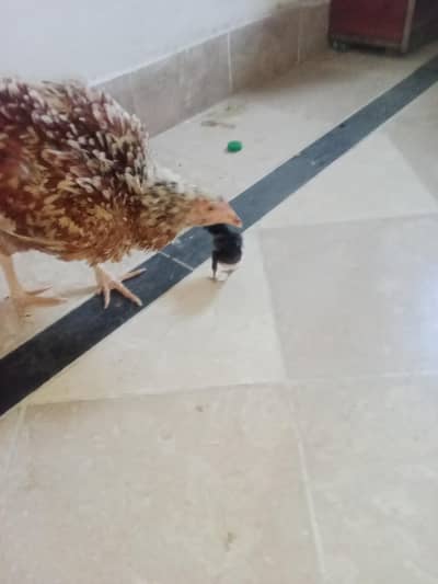 A white murgi and black murgi aur black ki price 2500 hai