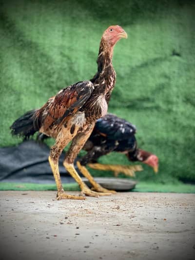 O SHAMO TURKISH BLOOD LINE SET-UP FOR SALE