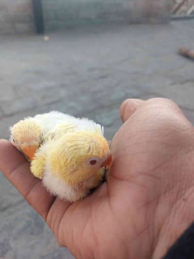 OLX-User_555