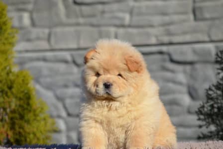 Chow Chow Puppies