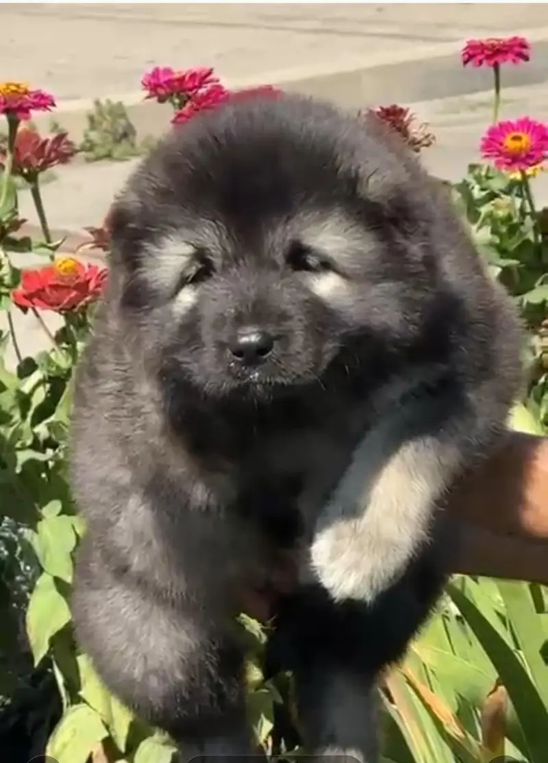 Caucasian shepherd