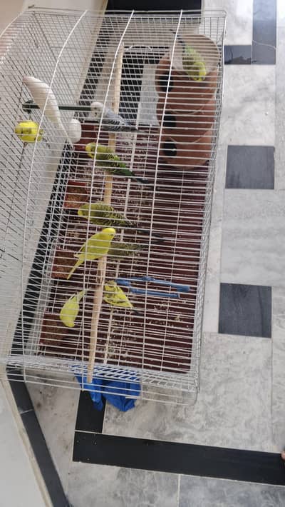 10 parrots + pinjra