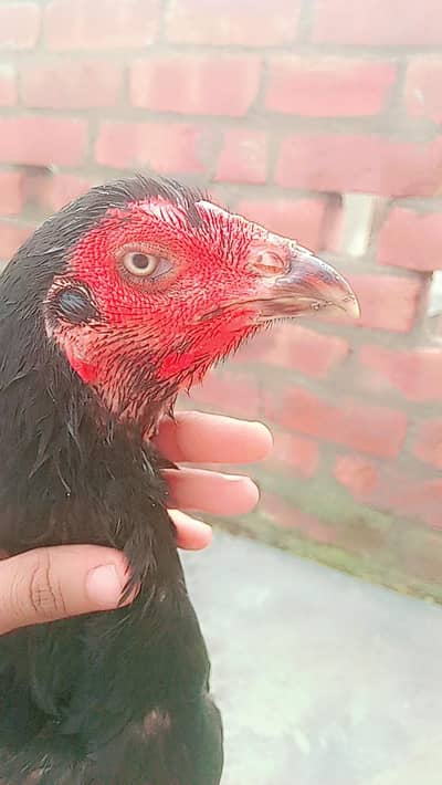 big hight female