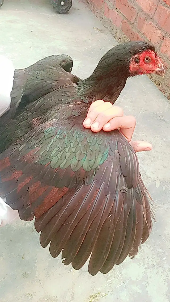 big hight female — photo 2