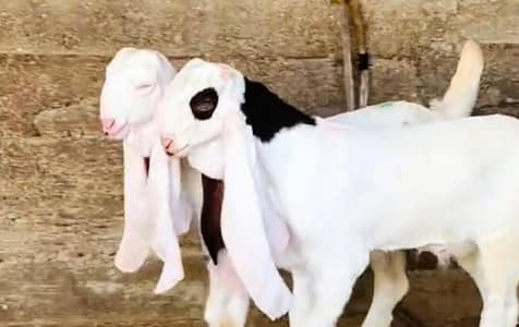 1 jori bakra for sale urgent