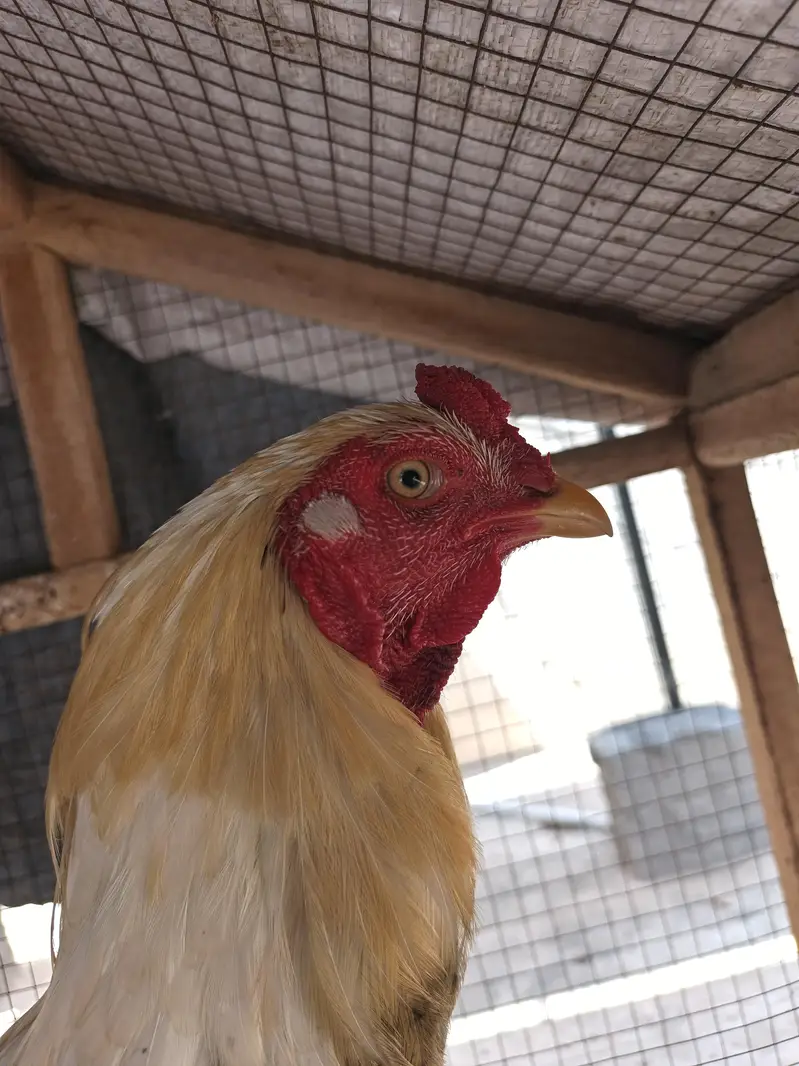 heera white male murga for sale full active and beautiful — photo 2
