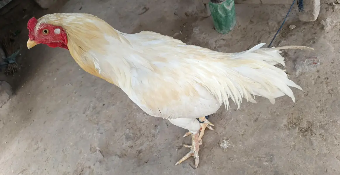 heera white male murga for sale full active and beautiful — photo 3